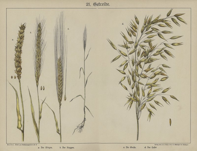 Plantas (cor litho) de German School