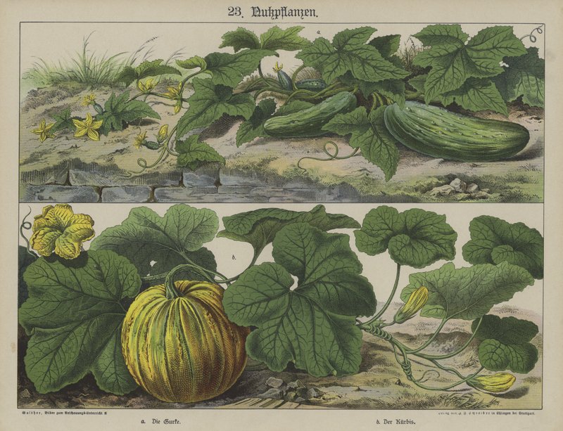 Plantas (cor litho) de German School