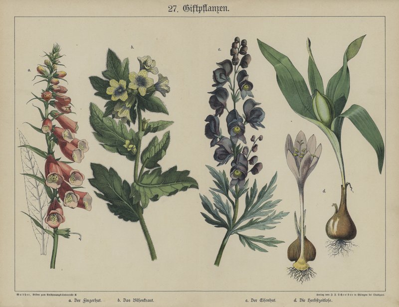 Plantas (cor litho) de German School