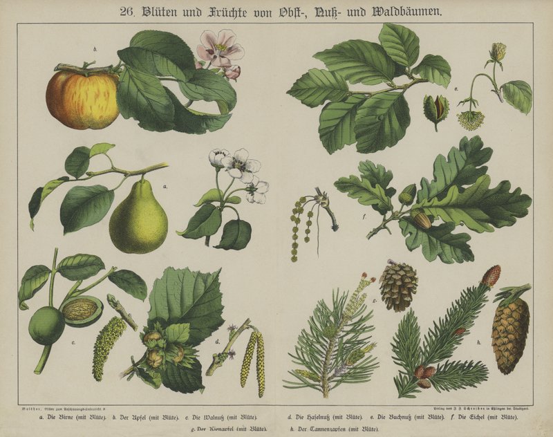 Plantas (cor litho) de German School