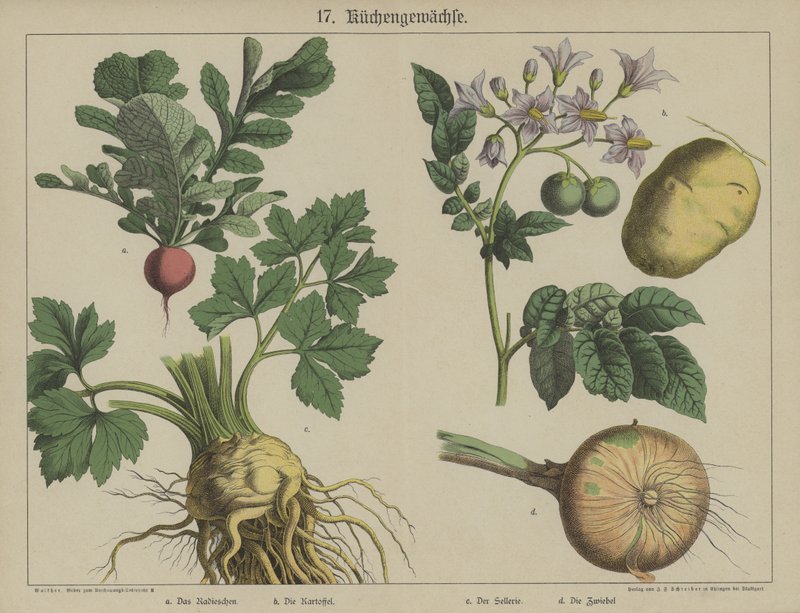 Plantas (cor litho) de German School