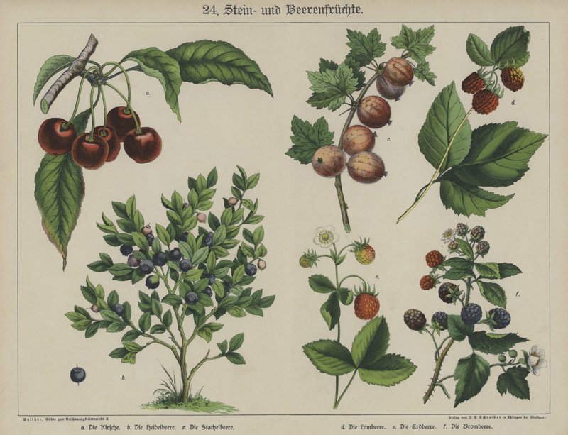 Plantas (cor litho) de German School