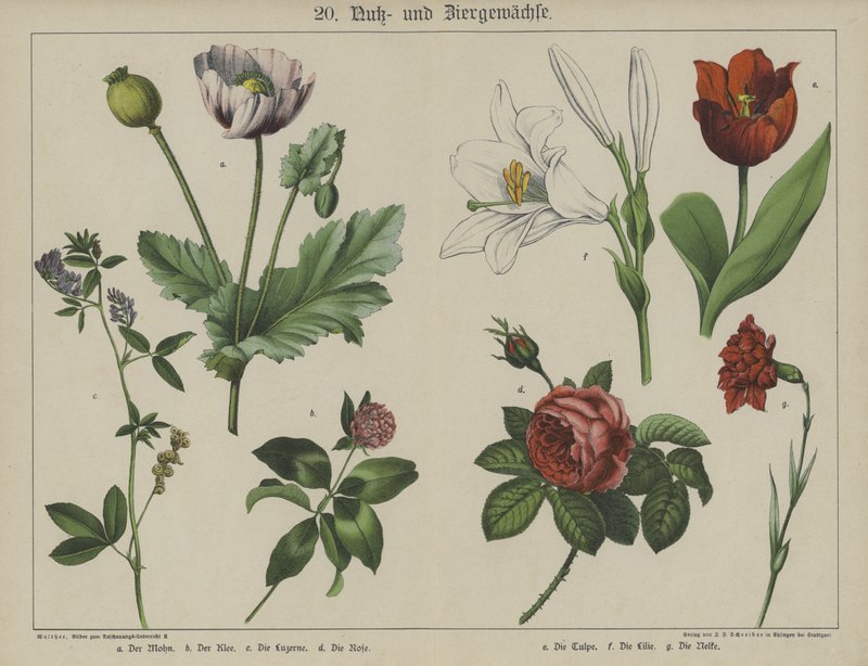 Plantas (cor litho) de German School