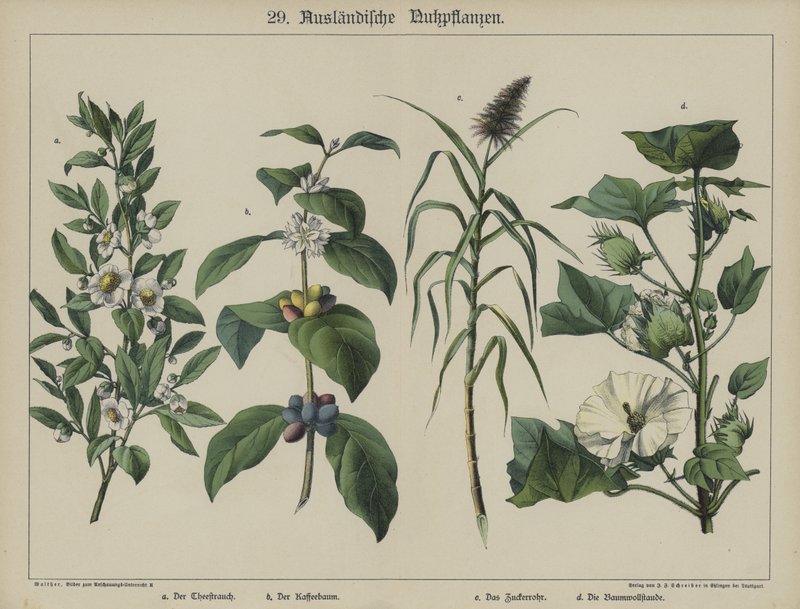 Plantas (cor litho) de German School