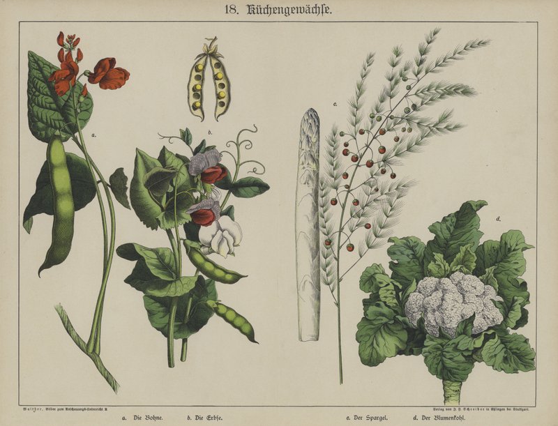 Plantas (cor litho) de German School