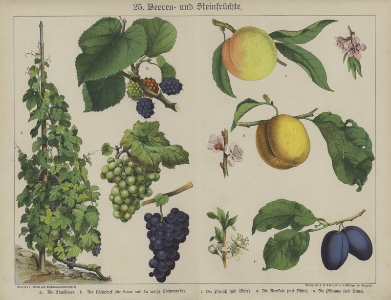 Plantas (cor litho) de German School