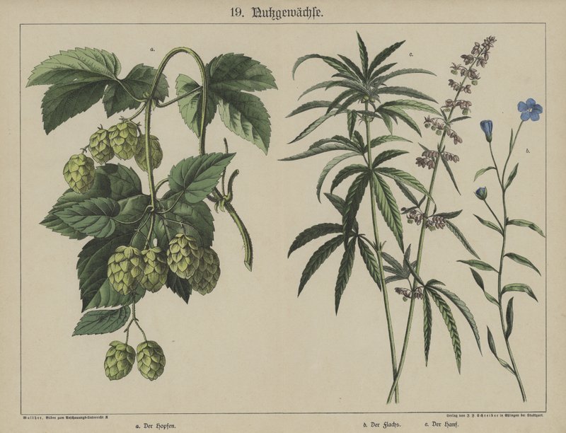 Plantas (cor litho) de German School