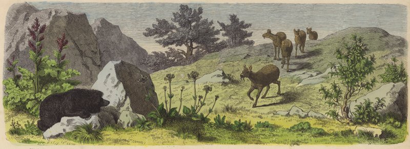 Plantas e animais das montanhas da Ásia (gravura colorida) de German School