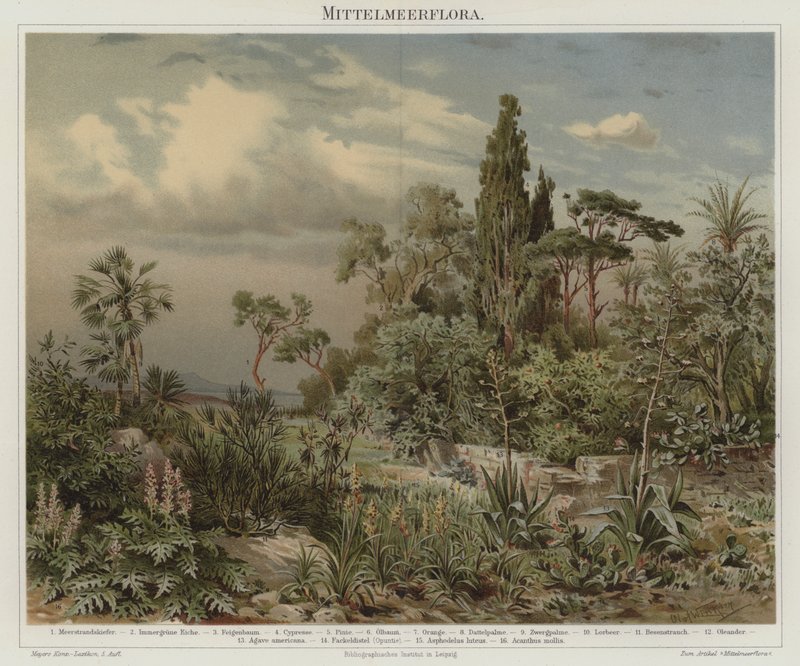 Plantas do Mediterrâneo de German School