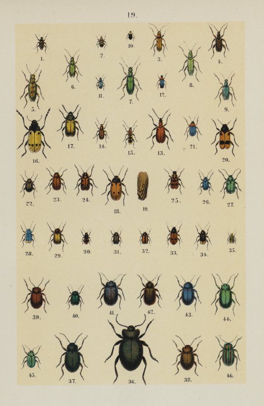 Placa do Manual do Jovem Escaravelho-Collector (chromolitho) de German School