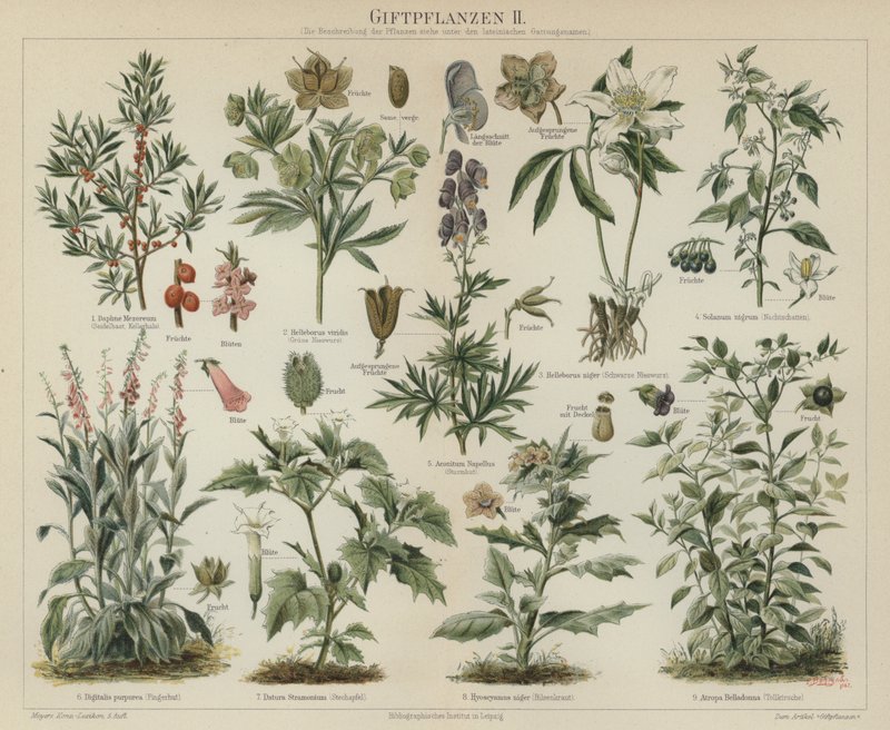 Plantas venenosas (cor litho) de German School