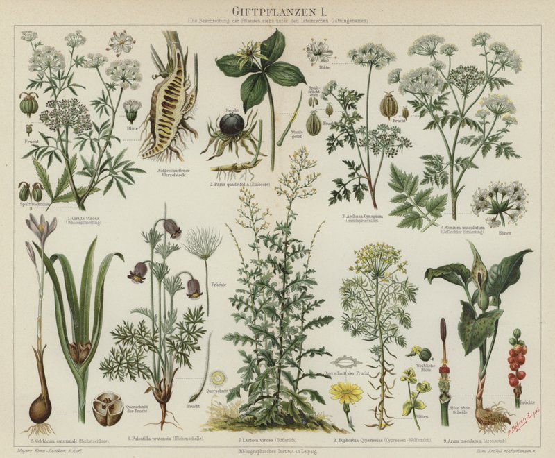 Plantas venenosas (cor litho) de German School