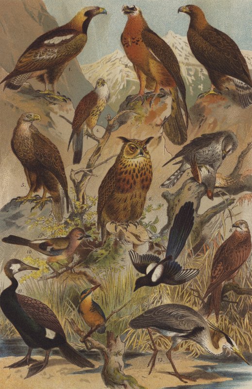 Aves predatórias de German School