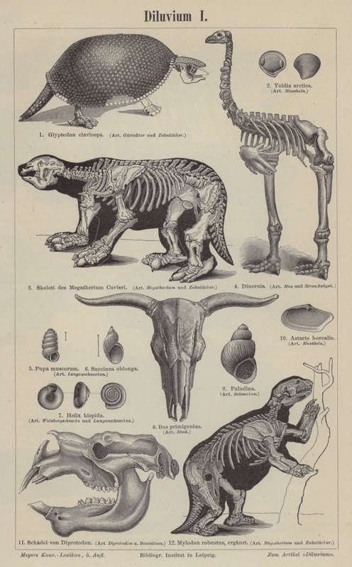 Animais pré-históricos (gravura) de German School