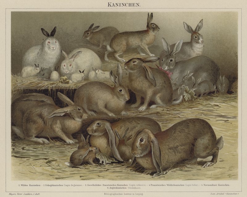 Coelhos de German School