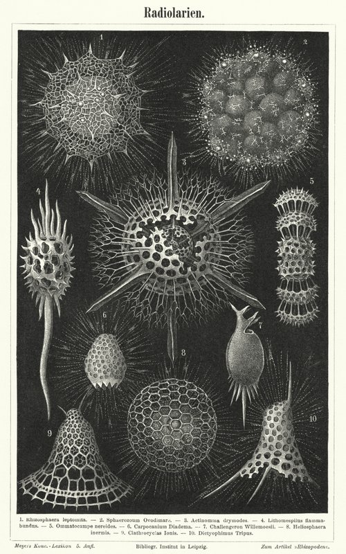 Radiolaria (gravura) de German School