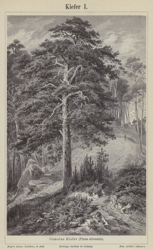 Pinheiro silvestre (gravura) de German School