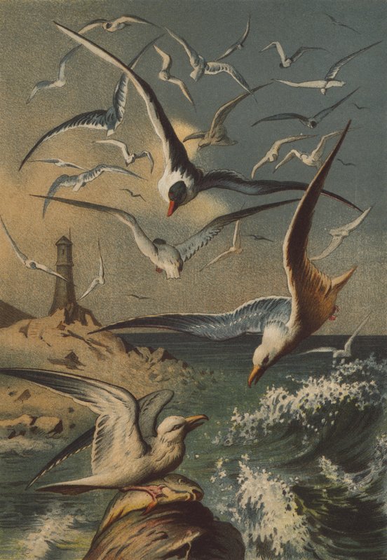 Gaivotas de German School