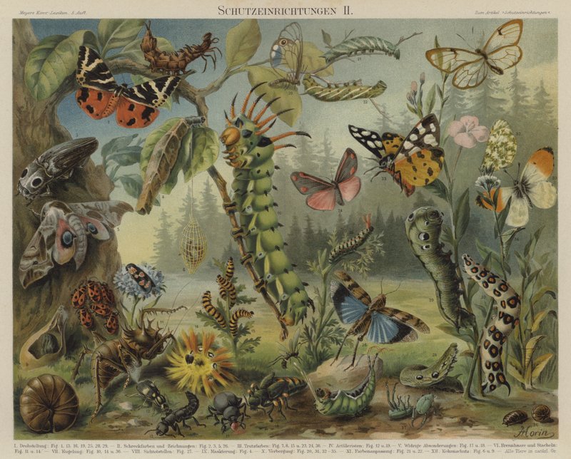 Mecanismos de autodefesa em insectos (cor litho) de German School