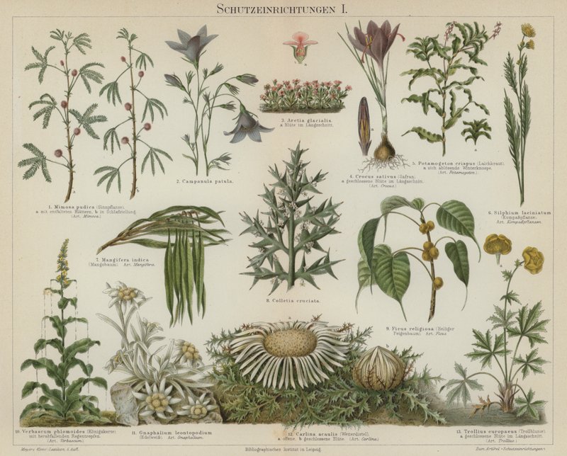 Respostas de auto-protecção nas plantas (cor litho) de German School
