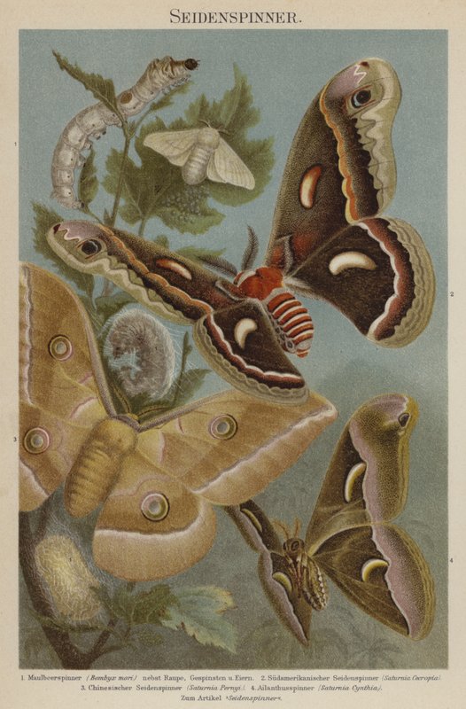 Silkmoths de German School