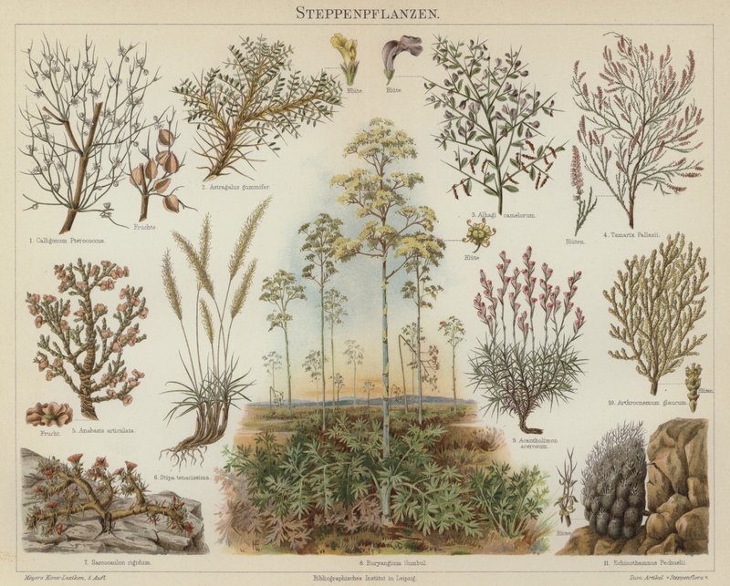 Plantas estepárias (cor litho) de German School