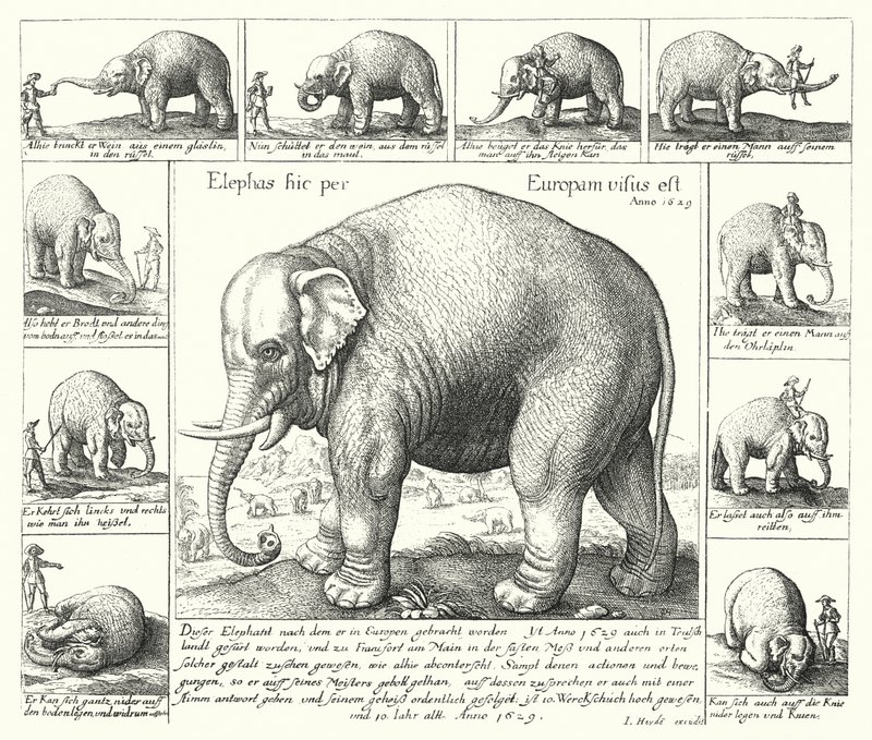O elefante dócil (gravura) de German School