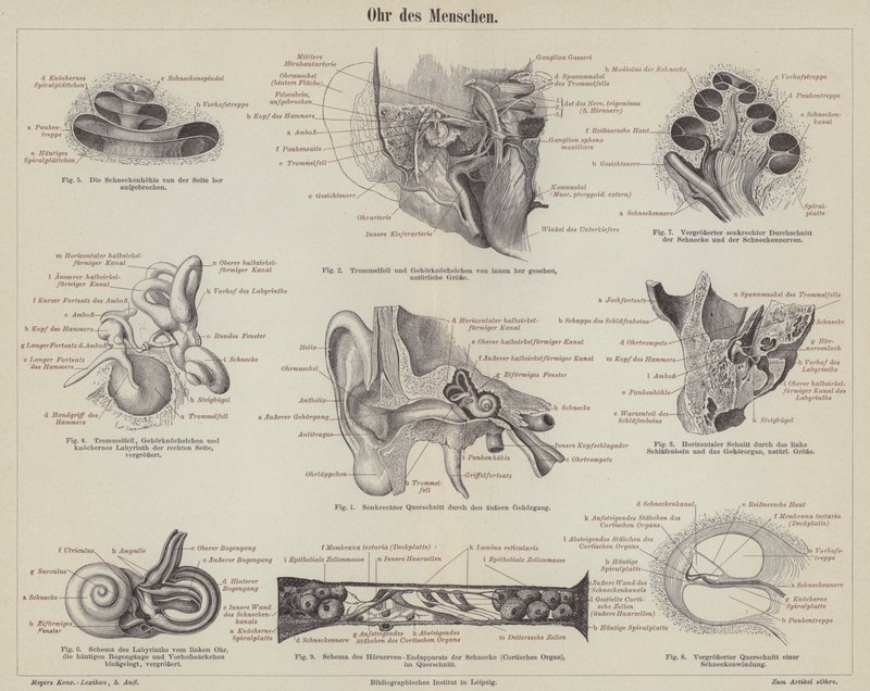 O ouvido humano (gravura) de German School