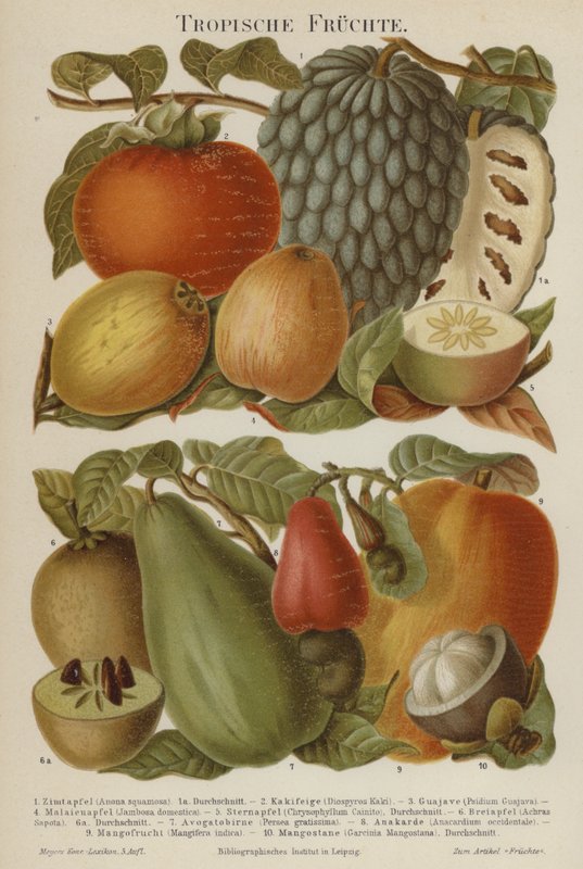 Frutas tropicais de German School
