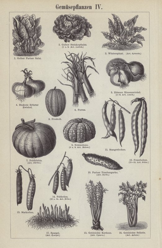 Legumes (gravura) de German School