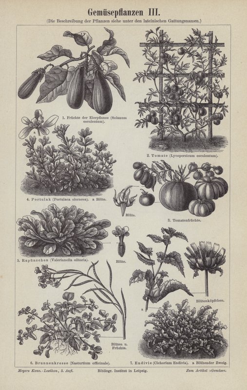 Legumes (gravura) de German School