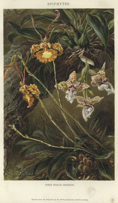 Orquídeas Indianas Ocidentais de German School