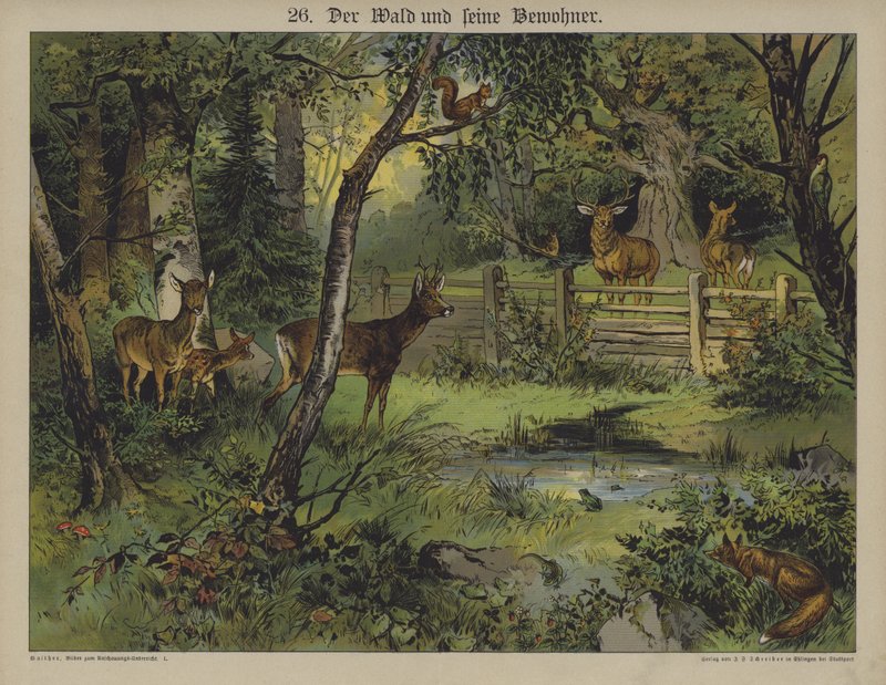 Vida selvagem (cor litho) de German School
