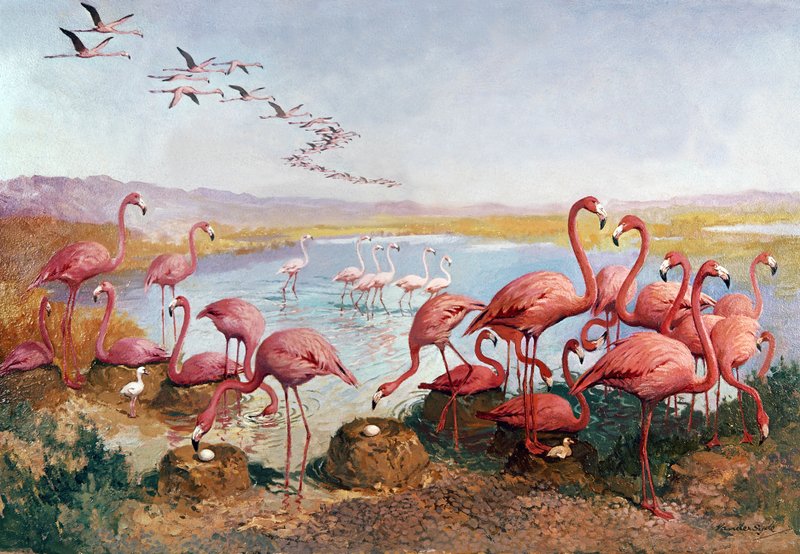 Flamingos cor-de-rosa de Gerritt Vandersyde