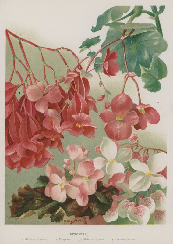 Begônias de Gertrude Hamilton