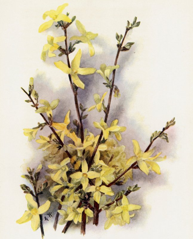 Forsythia Suspensa  de Gertrude Hamilton
