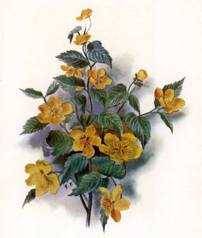 Kerria Japonica de Gertrude Hamilton