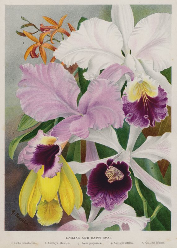 Laelias e Cattleyas de Gertrude Hamilton