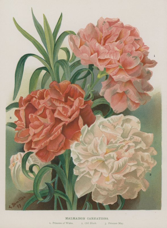 Cravos Malmaison de Gertrude Hamilton