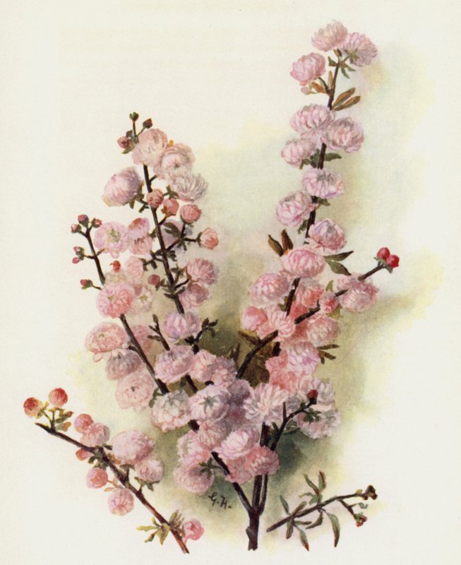 A ameixa chinesa Rose completa de Gertrude Hamilton