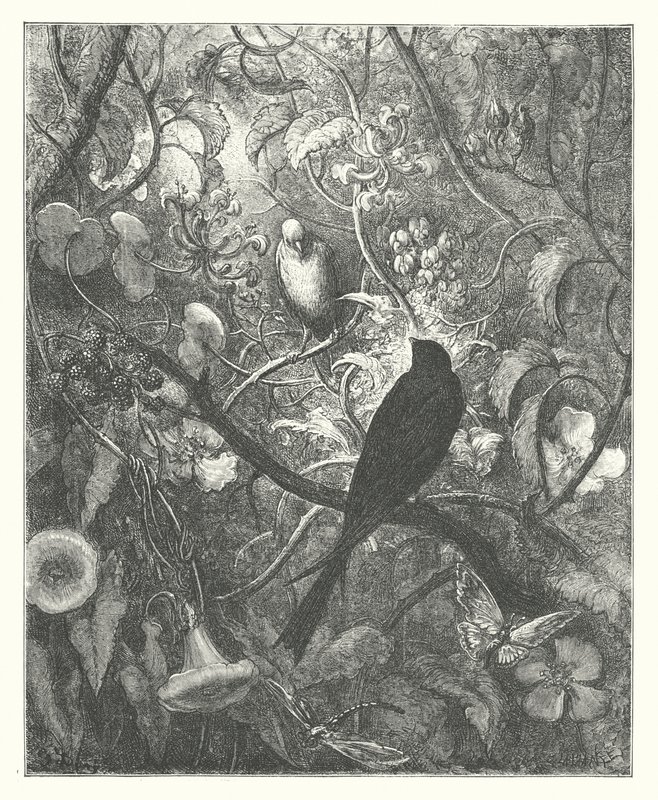 As Fábulas de La Fontaine: Philomel e Progne (gravura) de Gustave Dore