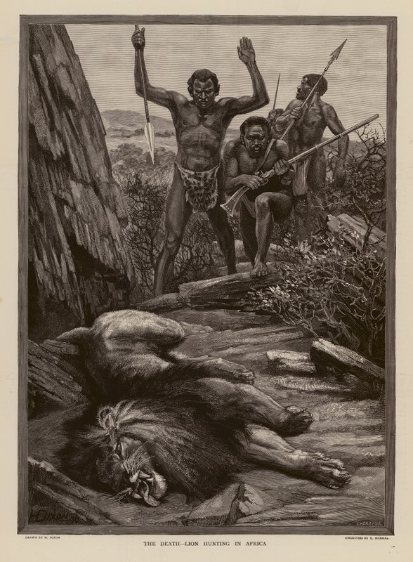 Caça ao leão em África (gravura) de H. Dixon