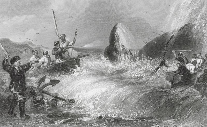 A baleia em terra (gravura) de H. Melville