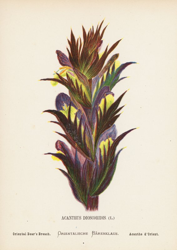 Flores silvestres da Terra Santa: Acanthus Dioscoridis; Brecha do Urso Oriental (gravura a cores) de Hannah Zeller