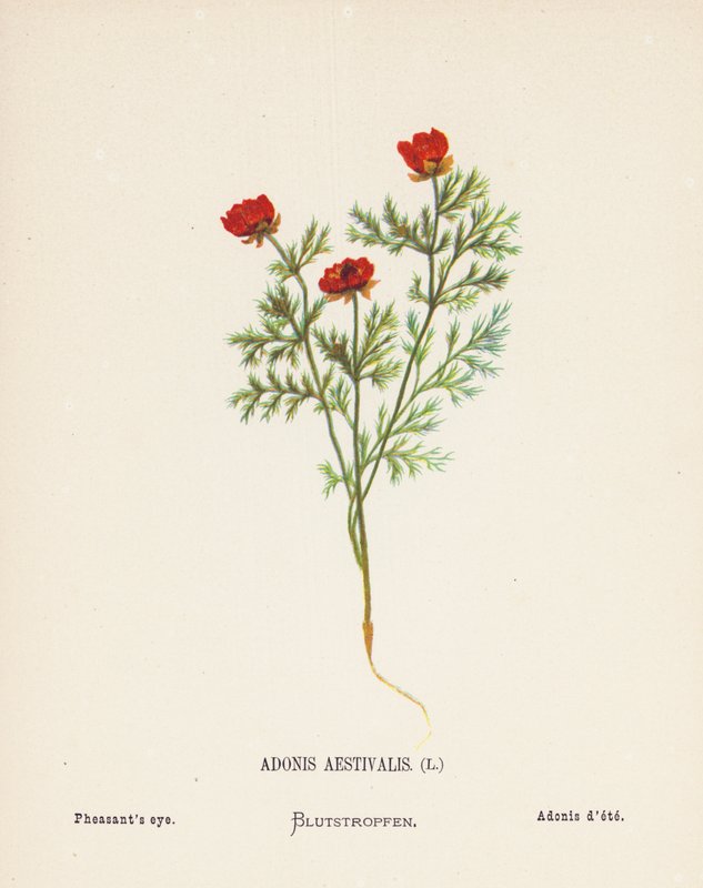 Flores silvestres da Terra Santa: Adonis Aestivalis; olho de faisão (gravura a cores) de Hannah Zeller