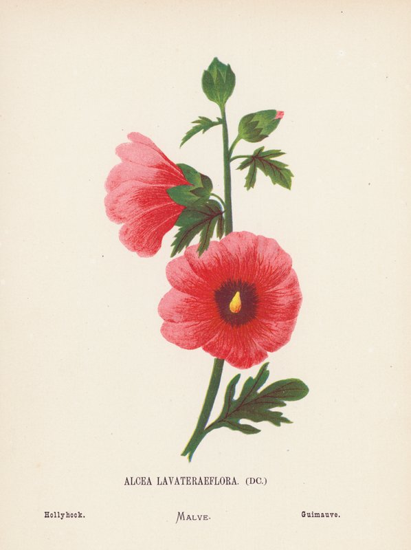Flores silvestres da Terra Santa: Alcea Lavateraeflora; malva-rosa (gravura a cores) de Hannah Zeller