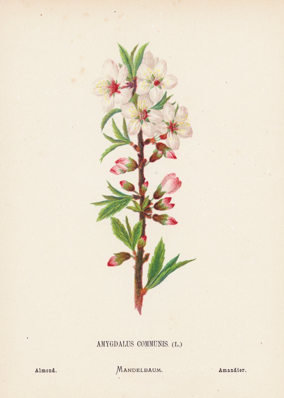 Flores silvestres da Terra Santa: Amygdalus Communis; Amêndoa (gravura colorida) de Hannah Zeller