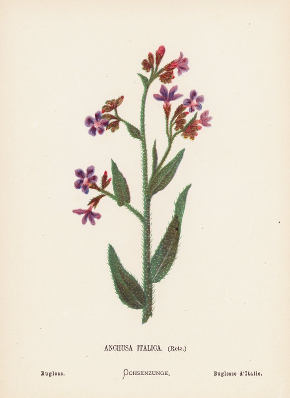 Flores silvestres da Terra Santa: Anchusa Italica, Retz; Bugloss (gravura a cores) de Hannah Zeller