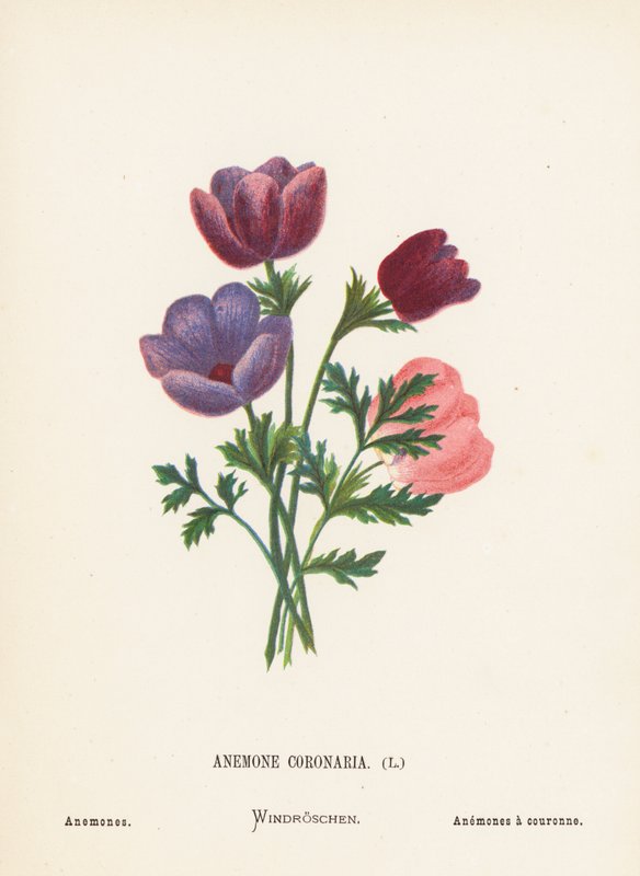 Flores silvestres da Terra Santa: Anemone Coronaria; Anémonas (gravura a cores) de Hannah Zeller