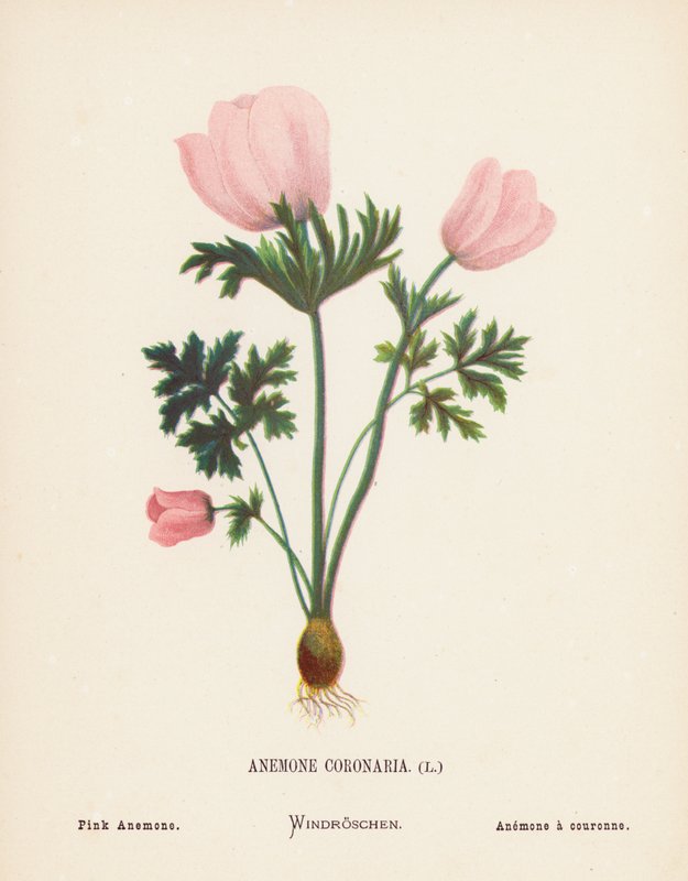 Flores silvestres da Terra Santa: Anémona Coronária; Anémona Rosa (gravura a cores) de Hannah Zeller